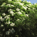 Sambucus canadensis Aurea Golden Elderberry