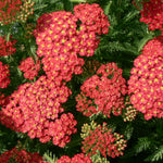 Achillea millefolium Paprika Yarrow