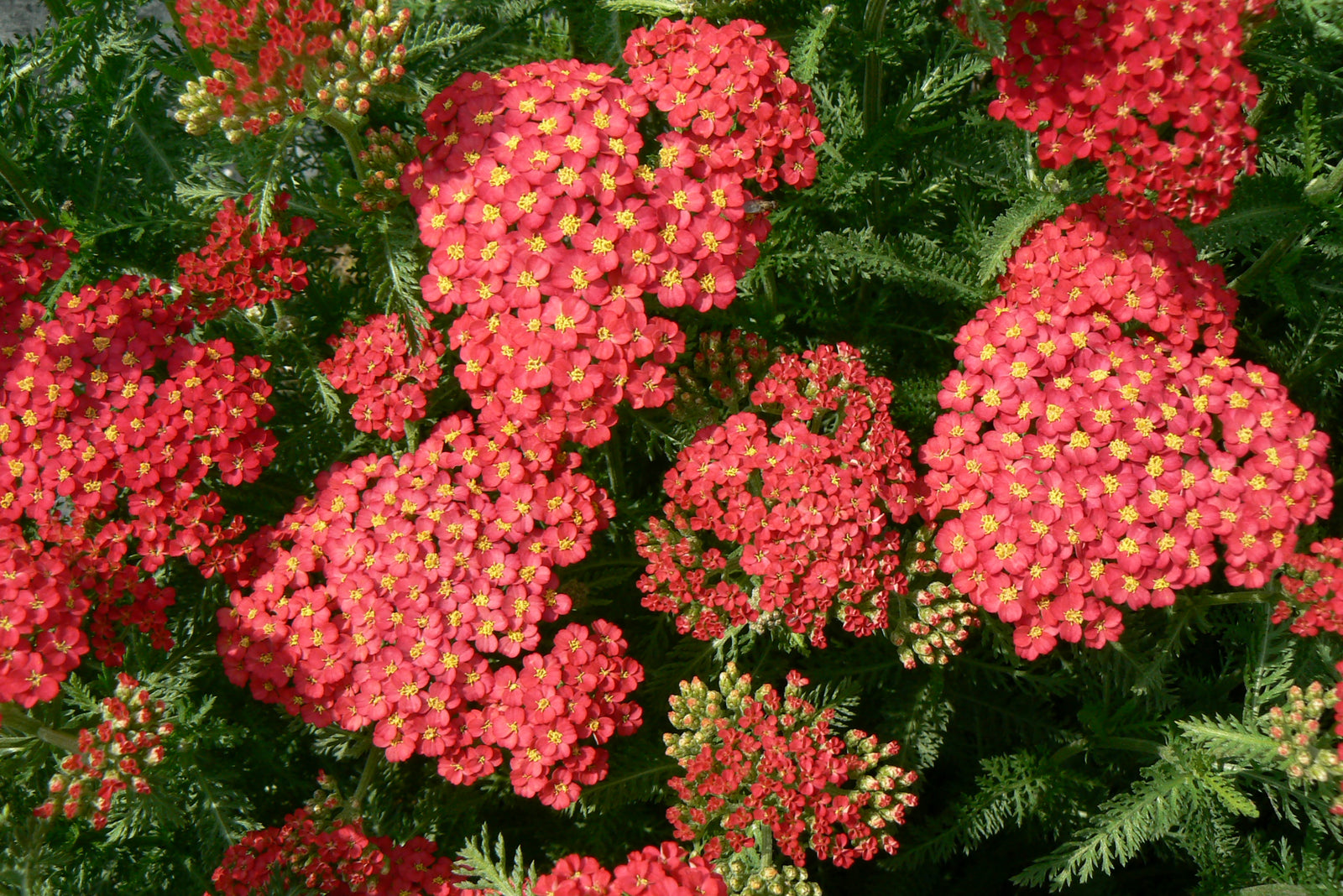 Achillea millefolium Paprika Yarrow