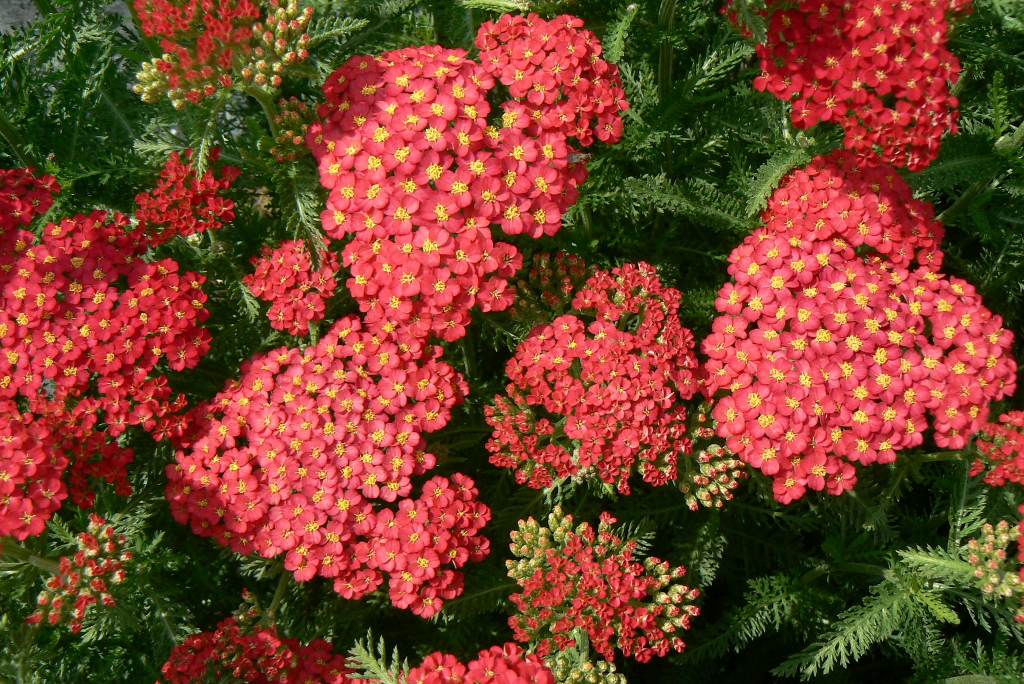 Achillea millefolium Paprika Yarrow
