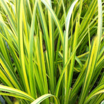 Acorus gramineus Oborozuki Grassy leaved Sweet Flag
