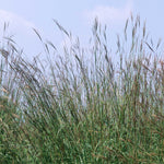 Andropogon gerardii Big Blue Stem