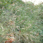 Bouteloua gracilis Blue Grama
