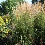 Calamagrostis acutiflora Karl Foerster Feather Reed Grass