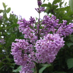 Syringa x prestoniae Isabella Isabella Lilac