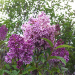 Syringa x prestoniae Minuet Minuet Lilac