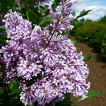 Syringa x prestoniae Red Wine Red Wine Lilac