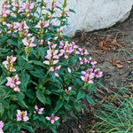 Chelone lyonii Hot Lips Pink Turtlehead