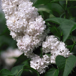 Syringa x vulgaris Beauty of Moscow Beauty of Moscow Lilac