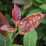 Nyssa sylvatica Wildfire Wildfire Black Gum