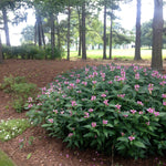 Chelone obliqua Pink Turtlehead