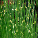 Juncus effusus Soft Rush
