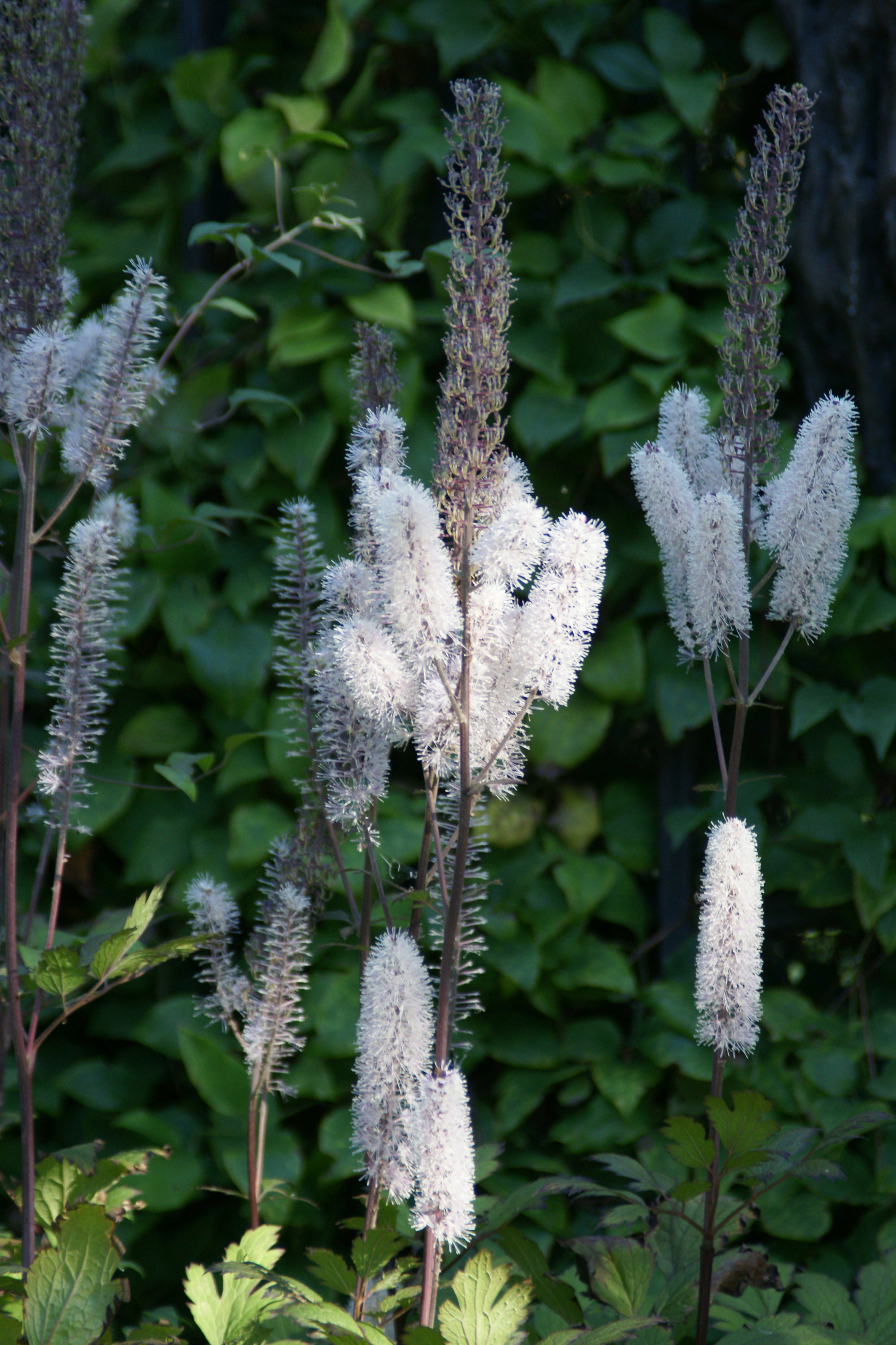 dark leaved snake root plants Black Snakeroot – GardenTap