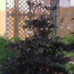 Cimicifuga ramosa Hillside Black Beauty PP9988, COPF Purple leaf Bugbane