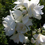Viburnum plicatum f. tomentosum Shasta Shasta Doublefile Viburnum