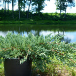 Juniperus squamata Blue Carpet Blue Carpet Juniper