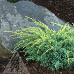 Juniperus squamata Holger Holger Juniper