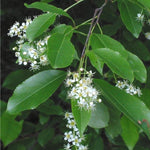 Prunus serotina Black Cherry