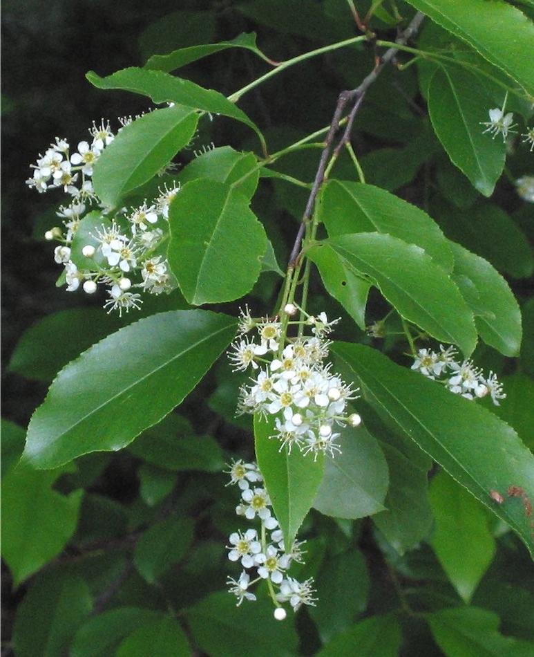 Prunus serotina Black Cherry