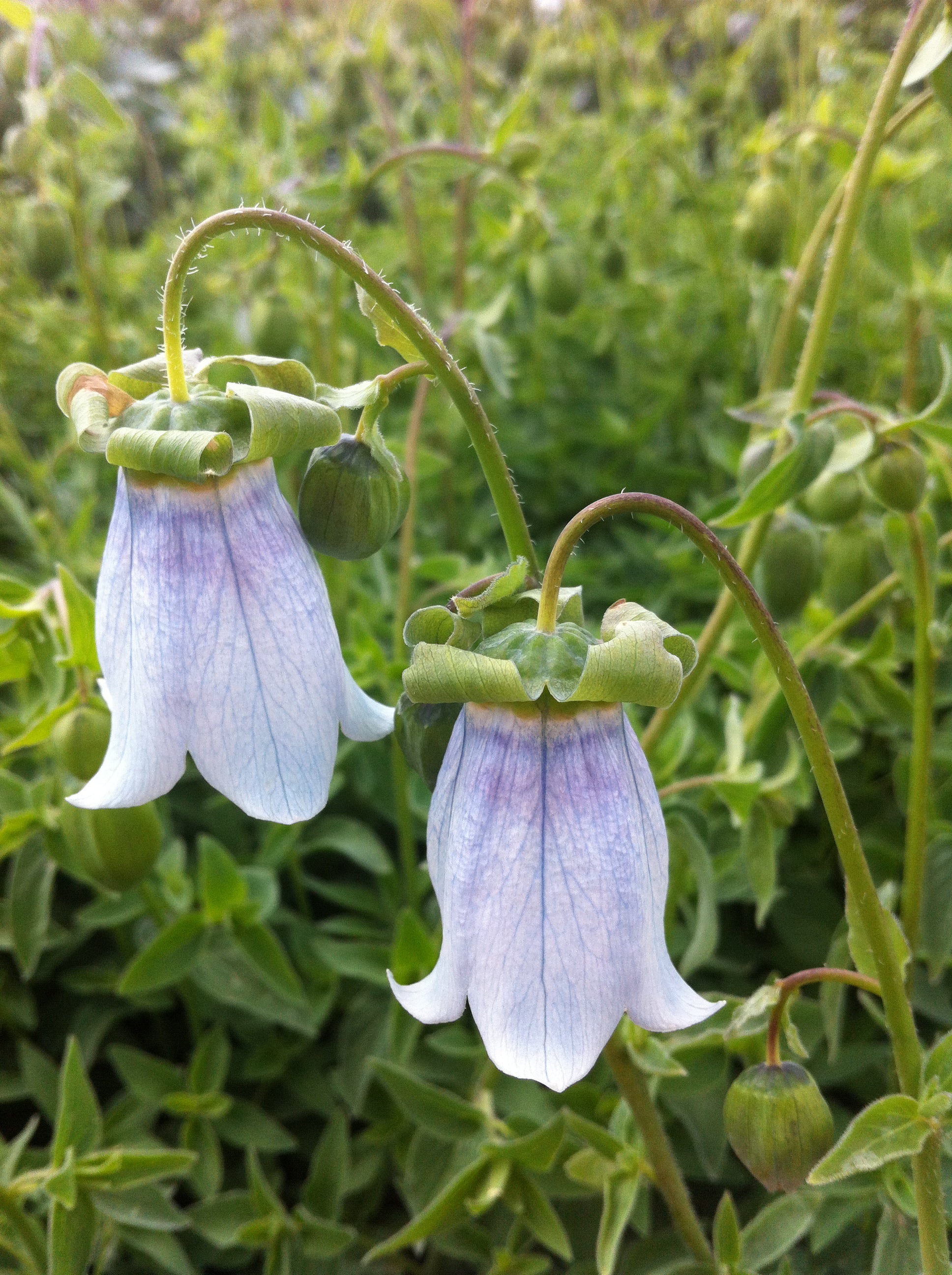 Codonopsis clematidea Bonnet Bellflower