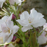 Prunus serrulata Amanogawa Japanese Flowering Cherry
