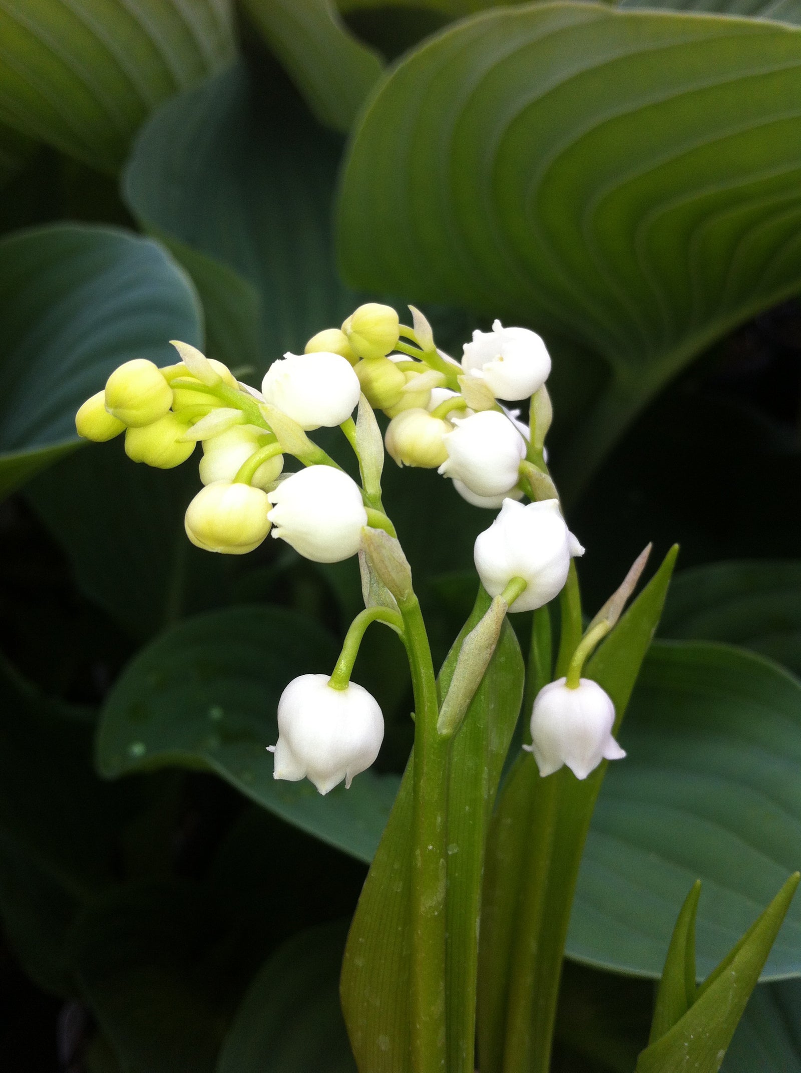 Convallaria majalis Lily of the Valley
