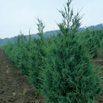 Juniperus scopulorum Wichita Blue Wichita Blue Juniper