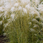 Miscanthus sinensis Little Fountain Kleine Fontaine Little Fountain Maiden Grass