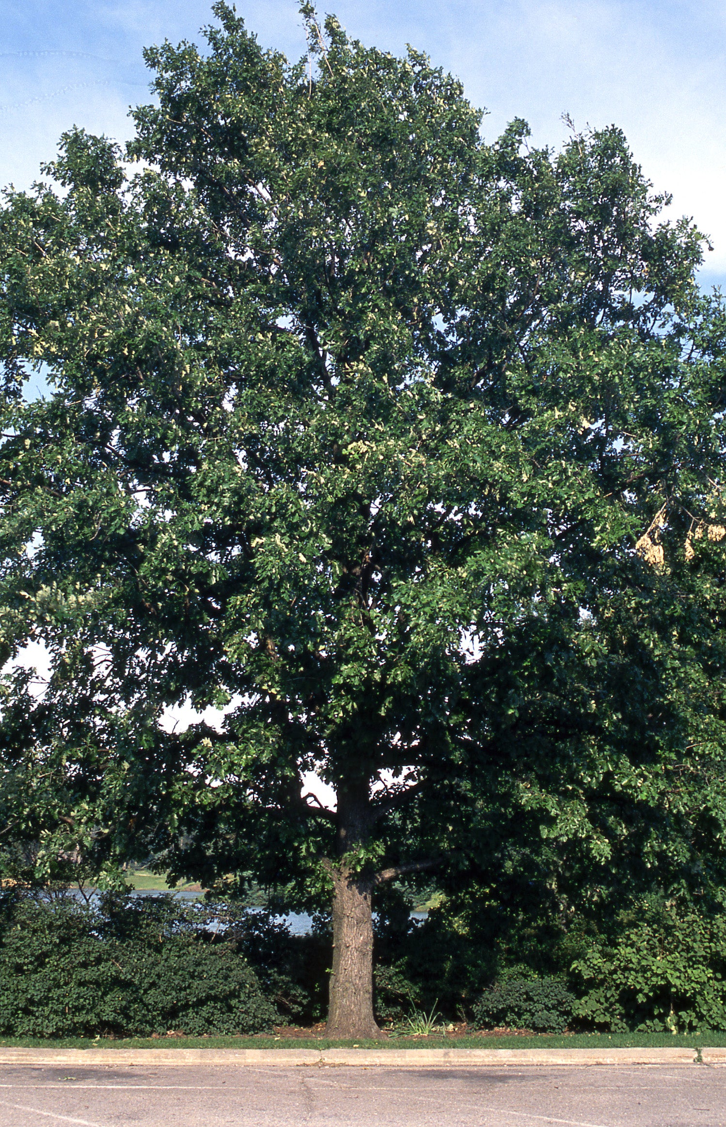 Quercus macrocarpa Burr Oak