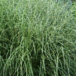 Miscanthus sinensis Little Zebra PP13008 Little Zebra Maiden Grass
