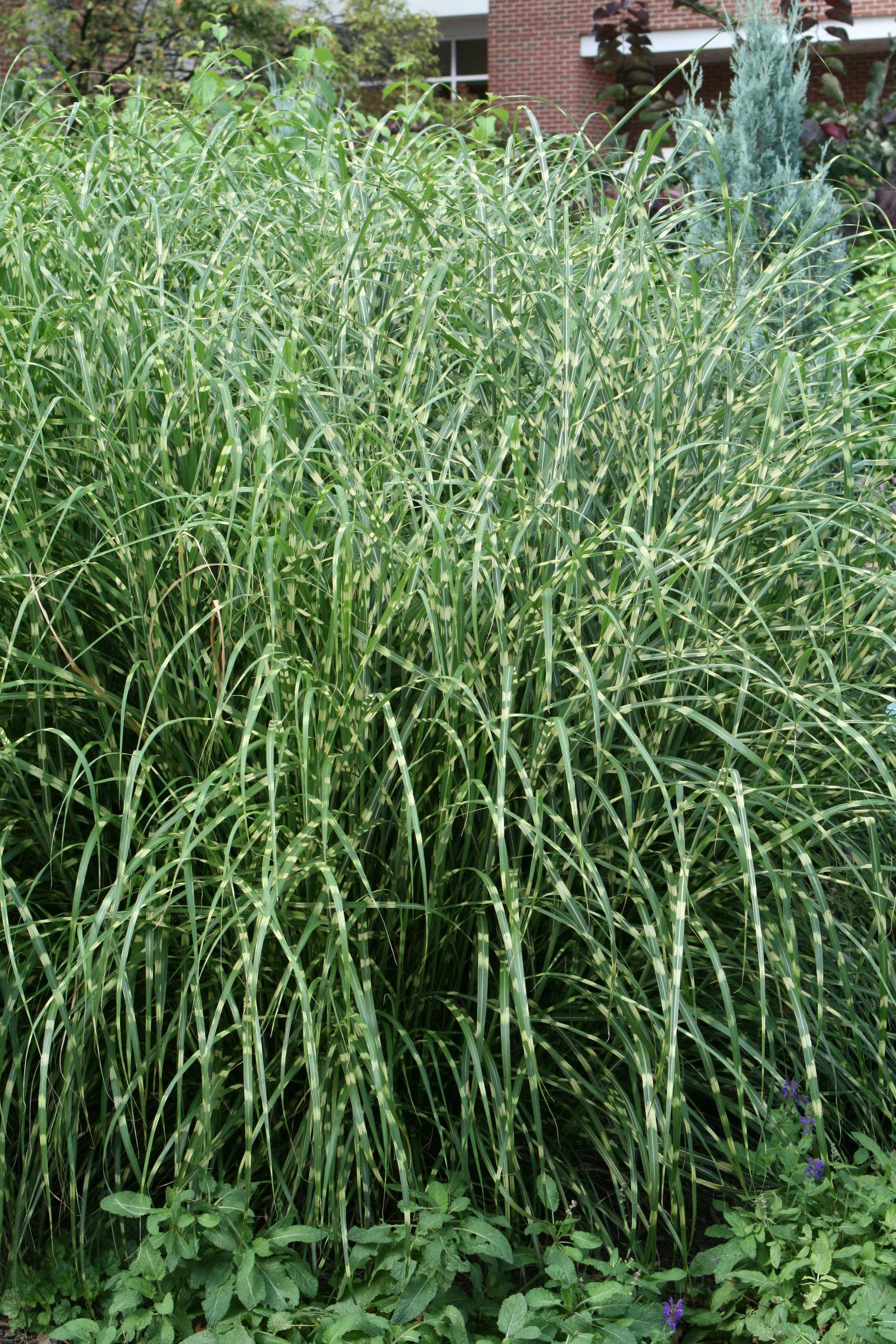 Miscanthus sinensis Little Zebra PP13008 Little Zebra Maiden Grass