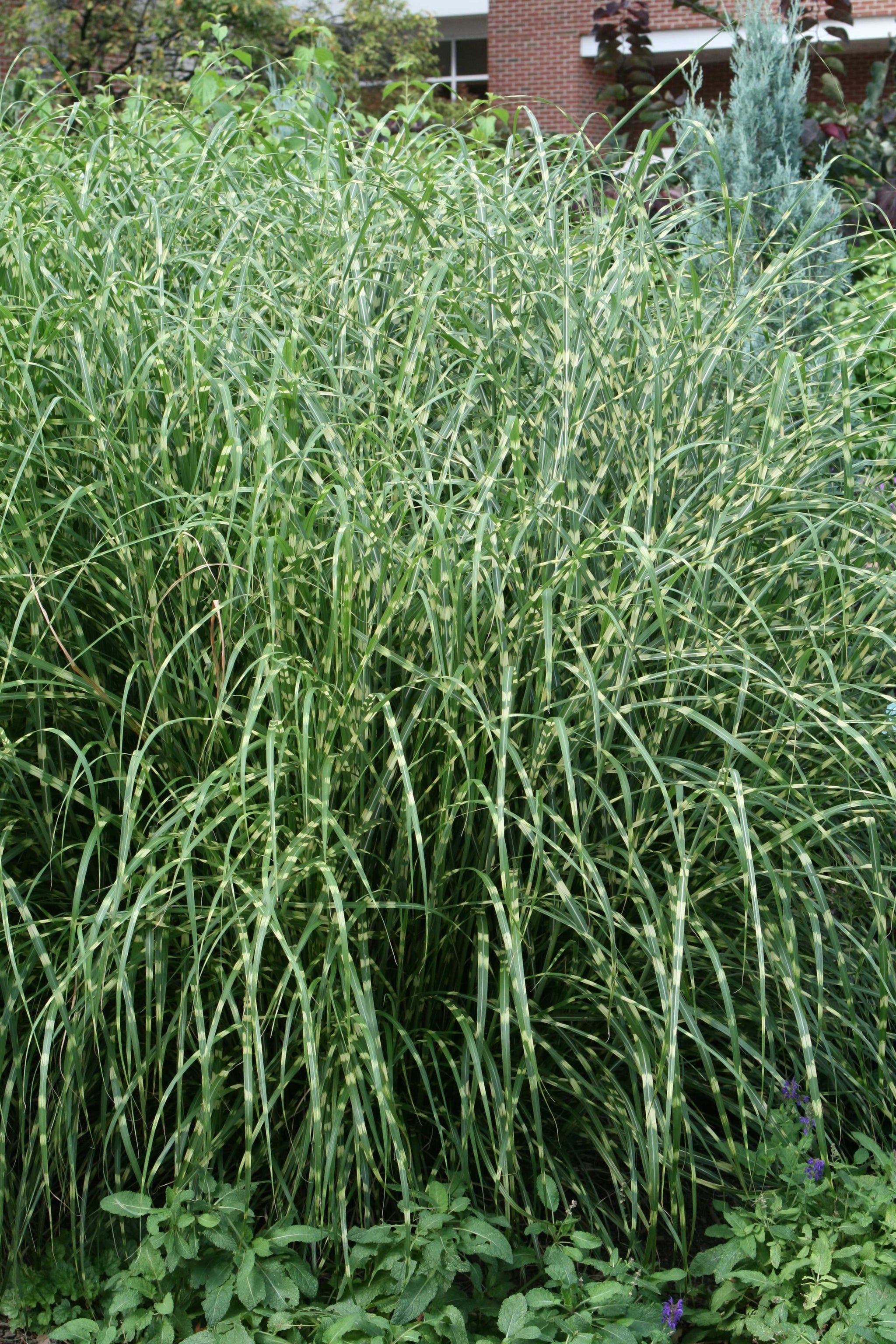 Miscanthus sinensis Little Zebra PP13008 Little Zebra Maiden Grass