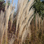 Miscanthus purpurascens Purple Flame Grass