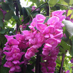 Robinia pseudoacacia Purple Robe Purple Robe Black Locust