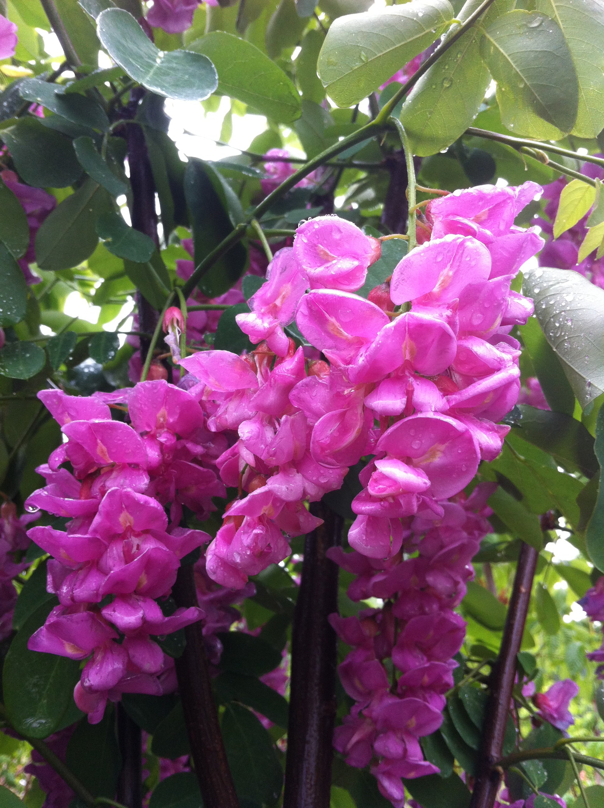 Robinia pseudoacacia Purple Robe Purple Robe Black Locust