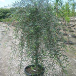 Salix purpurea Pendula Weeping Purple osier Willow