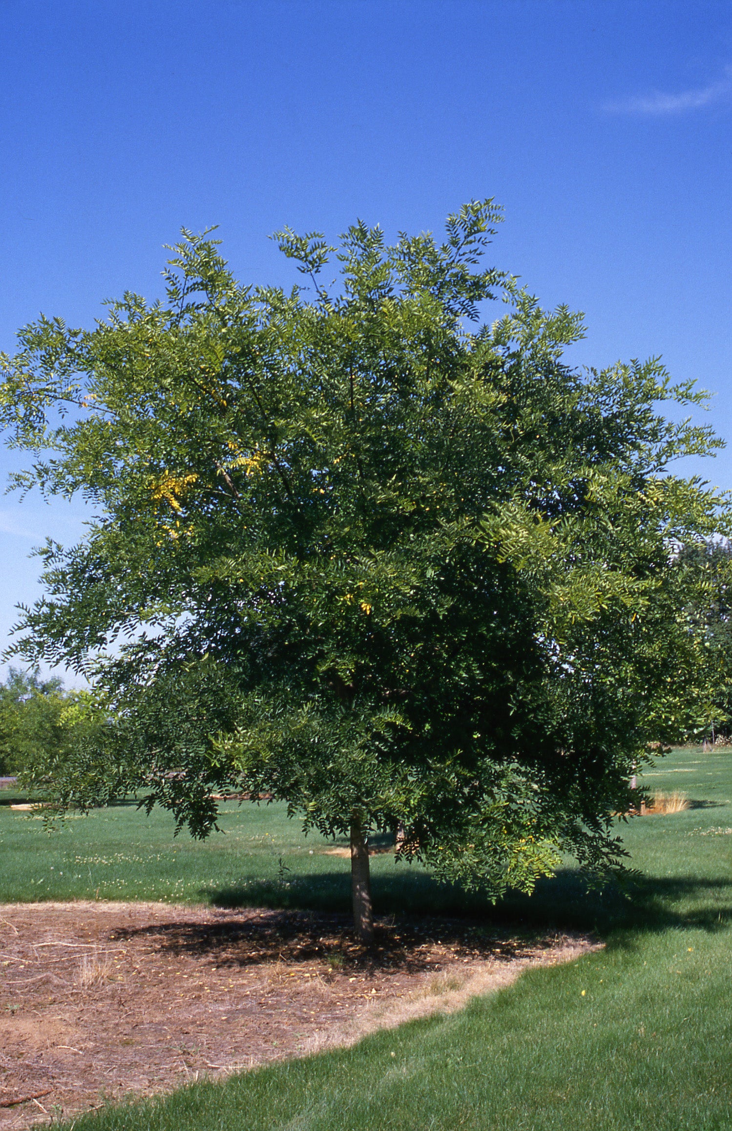 Sophora japonica Regent Regent Japanese Pagodatree