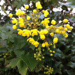 Mahonia aquifolium Oregon Grape Holly