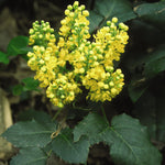 Mahonia repens Creeping Oregon Grape Holly