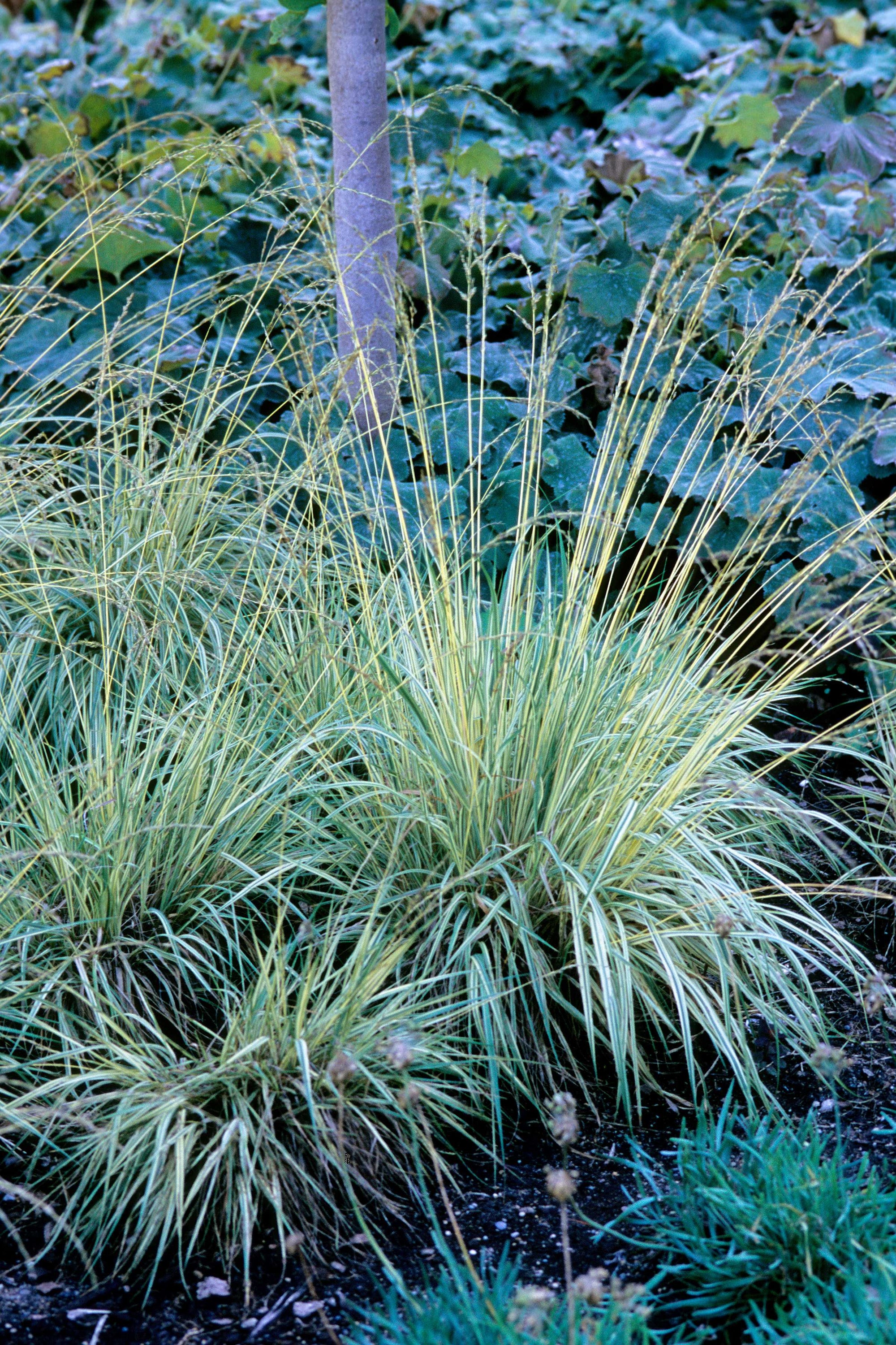Molinia caerulea Variegata Variegated Purple Moor Grass