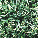 Ophiopogon japonicus Nana Dwarf Mondo Grass
