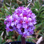 Darmera peltata Umbrella Plant