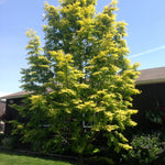 Metasequoia glyptostroboides Gold Rush Gold Rush Dawn Redwood