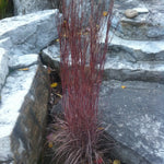 Schizachyrium scoparium Little Bluestem