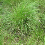 Sesleria caerulea Blue Moor Grass