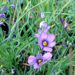 Sisyrinchium angustifolium Blue Eyed Grass