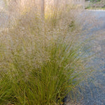 Sporobolus heterolepis Prairie Dropseed