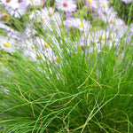 Carex eburnea Bristle leaf Sedge