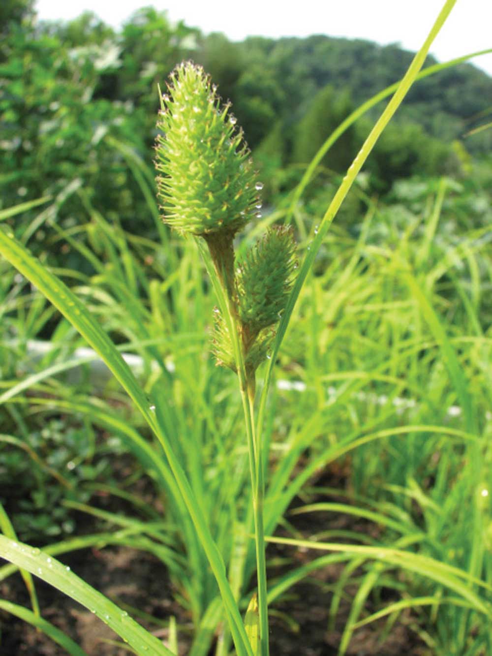 Carex hystericina Porcupine Sedge