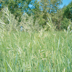 Hierochloe odorata Sweet Grass